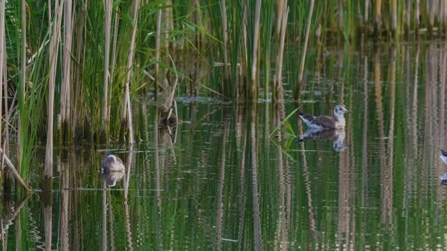 Footage of two small, stocky Pied-billed Grebes (Podilymbus podiceps) swimming among tall green reeds in the shallow water of the Ros River in Ukraine on a sunny day
