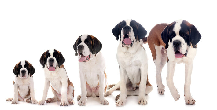 puppies saint bernard in studio