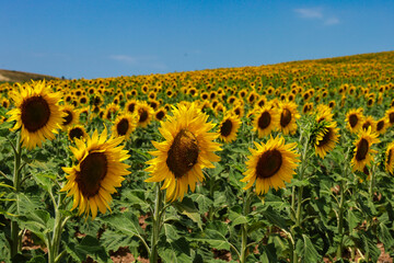 Fototapeta premium sunflowers in the field of sunflowers