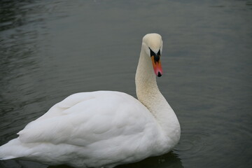 Obraz premium swan on the water