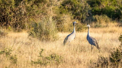 Obraz premium Couple of Blue Crane, Grus paradisea, is an endangered bird specie endemic to Southern Africa. It is the national bird of South Africa, Kwandwe Private Game Reserve, South Africa.