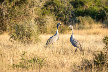 Obraz premium Couple of Blue Crane, Grus paradisea, is an endangered bird specie endemic to Southern Africa. It is the national bird of South Africa, Kwandwe Private Game Reserve, South Africa.