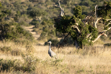 Obraz premium Blue Crane, Grus paradisea, is an endangered bird specie endemic to Southern Africa. It is the national bird of South Africa, Kwandwe Private Game Reserve, South Africa.