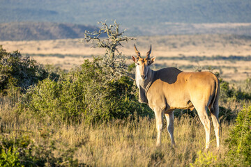 Obraz premium Common eland antelope (Taurotragus oryx) looking at the camera, Kwandwe Private Game Reserve, South Africa.
