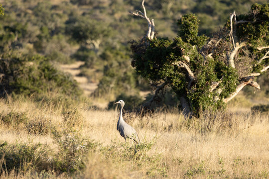 Blue Crane, Grus paradisea, is an endangered bird specie endemic to Southern Africa. It is the national bird of South Africa, Kwandwe Private Game Reserve, South Africa.