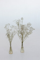 white flowers in a vase on a white bacground