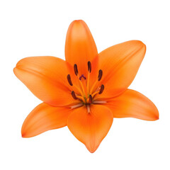 Fototapeta premium Vibrant Orange Lily Flower with Dark Stamens Isolated bloom blossom
