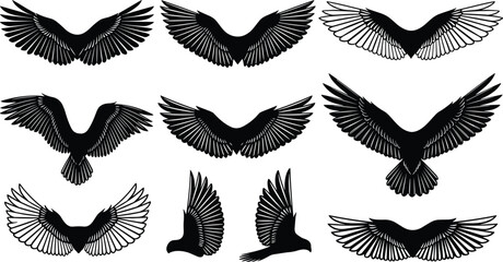 Bird wing silhouette collection, black flying poses, feather motion design, nature vector illustration, animal graphic, wildlife artwork set © MstHafiza