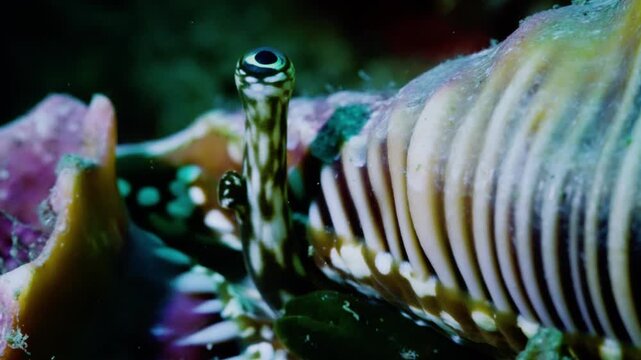 Watchful macro shot of a conch eye peeking from its shell, unique and mysterious sea snail in reef, representative of marine curiosity and vigilance