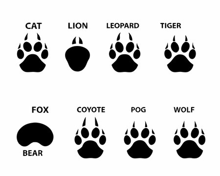 Animal paw prints with labels identifying species cat lion bear and more