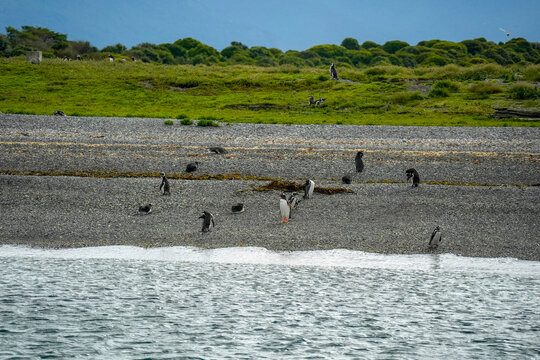 penguins colony isla martillo beagle channel patagonia