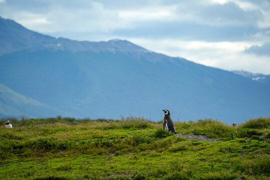 penguins colony isla martillo beagle channel patagonia