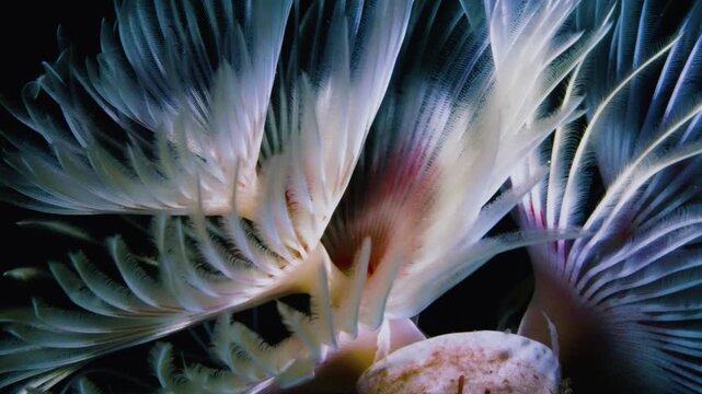 Elegant macro shot of twin tube worm with white feathery tentacles, graceful and peaceful marine fan worm blooming in dark underwater reef