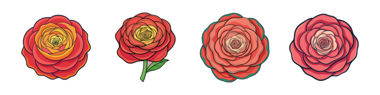 Four vibrant pink ranunculus flowers blooming in flat design vector illustration