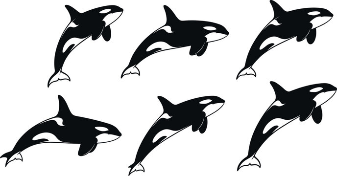 Orca Killer Whale Silhouettes Vector Illustration Set, Marine Mammal Jumping and Swimming in Ocean Black and White Collection