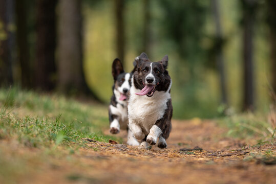 Two happy Welsh Corgi Cardigan dogs run quickly on a natural dirt path in a green forest, tongues visible, enjoying their daytime outdoor play