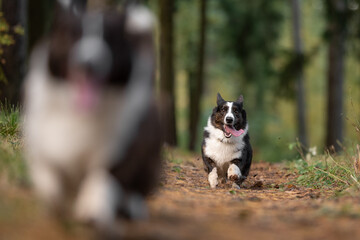 A cheerful Welsh Corgi Cardigan dog runs quickly down a dirt trail in a green forest during the day. Its tongue hangs out as it looks straight ahead, full of energy and happiness © honey_paws