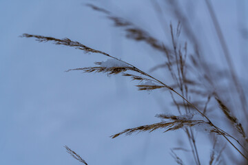 Fototapeta premium Wild reed grass with feathery brown seedheads bending in the breeze against a calm blue sky, showing natural winter vegetation detail inan outdoor meadow, creating a serene botanical landscape