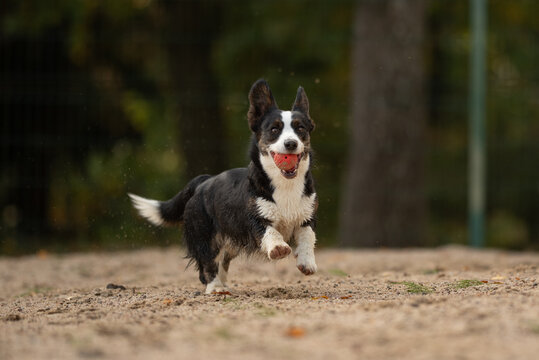 Welsh Corgi Cardigan with black and white fur runs across sandy ground, joyfully carrying a red ball. The dog bounds forward in a vibrant park setting during daytime play