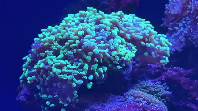 Fluorescent hammer coral swaying in blue water