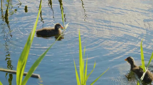 Close-up footage of two fluffy, black common coot chicks swimming together in the natural habitat of the Ros River, Ukraine. The young birds have distinctive orange-red markings on their heads and bea