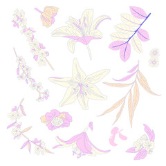 Vector illustration hand-drawn flowewrs, lilies and leaves isolated on white background. Vector floral elements for botanical designs, wedding invitations, textiles, and seasonal decorations