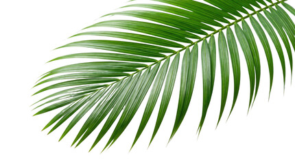 Obraz premium Green palm frond with visible veins and intricate leaf structure against a plain backdrop for design alpha channel with white background