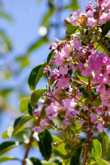 Fototapeta premium blooming apple tree