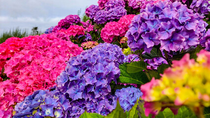 Obraz premium Pink and purple hydrangea flowers arranged diagonally in a vertical frame