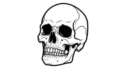 Obraz premium Detailed Illustration of Human Skull Anatomy.
