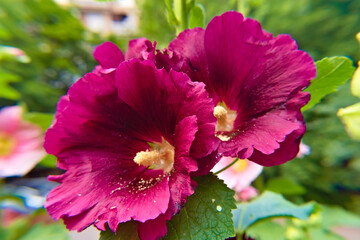Hollyhocks (Alcea) flowers in the garden. Close up photos of beautiful flowers