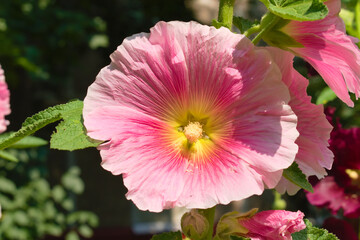Hollyhocks (Alcea) flowers in the garden. Close up photos of beautiful flowers