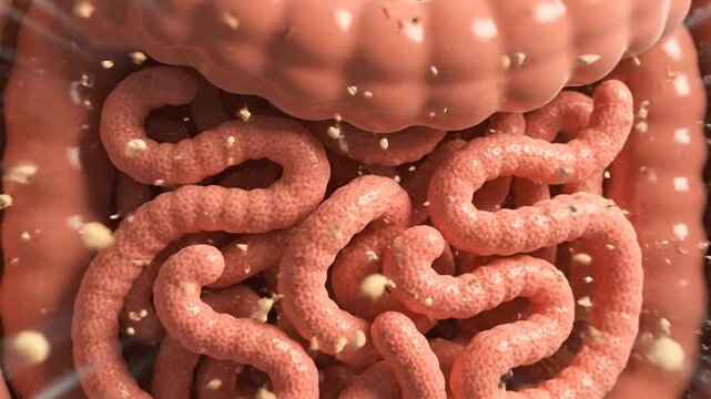 Human microbiota in the intestines affecting overall health, a 3D illustration of the digestive system and microorganisms