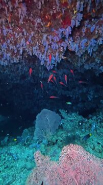 Exciting diving through an underwater cave with soft capnella corals hanging from it. Different types of fish swim around. Vertical video 4k.