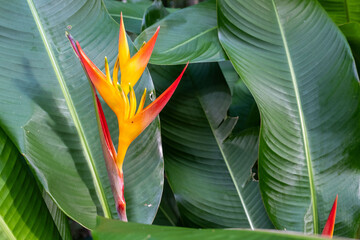 Fleurs de la R&eacute;union