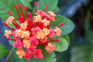Fleurs de la R&eacute;union