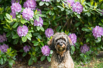 Portr&auml;t eines Cockapoo im bl&uuml;henden Garten