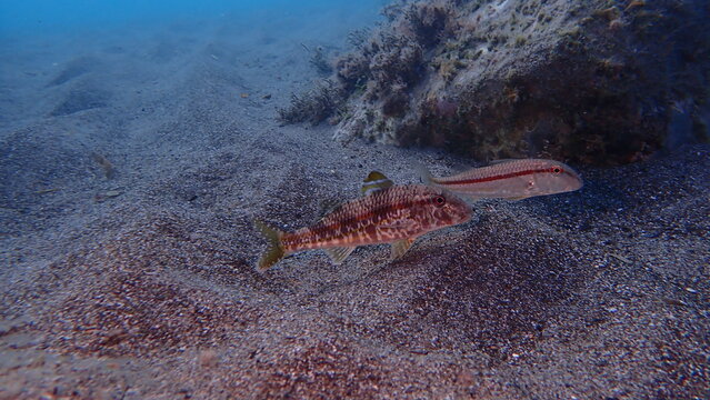 Striped red mullet or surmullet (Mullus surmuletus) and red mullet (Mullus barbatus) undersea, Ligurian Sea, Italy, Imperia
