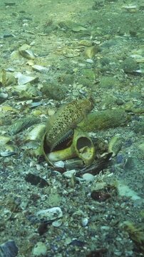 Tentacled blenny (Parablennius tentacularis) sits inside large sea shell of Veined rapa whelk (Rapana venosa), protecting its home while inspecting surrounding area. Underwater scene