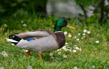 Fototapeta premium Canard colvert