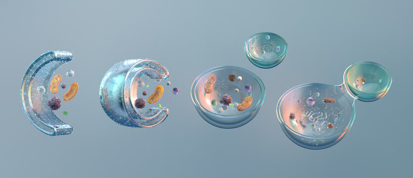 Autophagy process: Cellular self-cleansing mechanism via phagophore formation and lysosomal fusion. Organelle degradation, cytoplasmic vesicle, metabolic pathway. Double-membrane, protein aggregate 3D