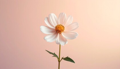 Obraz premium One fresh flower isolated on a smooth backdrop with simple and calm visual mood. Clean botanical stock image ideal for design, branding, wellness, and minimalist concepts.