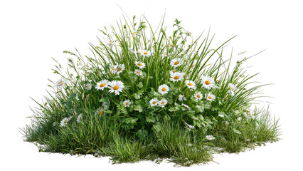 Wildflower grass bush with small white flowers isolated on white background