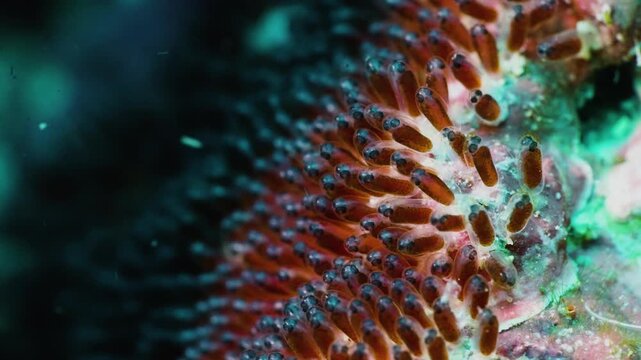 Amazing macro shot of clownfish eggs with visible embryo eyes, healing and cute orange fish spawn about to hatch on reef, representative of new life and hope