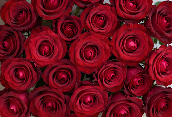 Fototapeta premium red roses background, Natural fresh red roses flowers pattern wallpaper. top view, Red rose flower wall background.