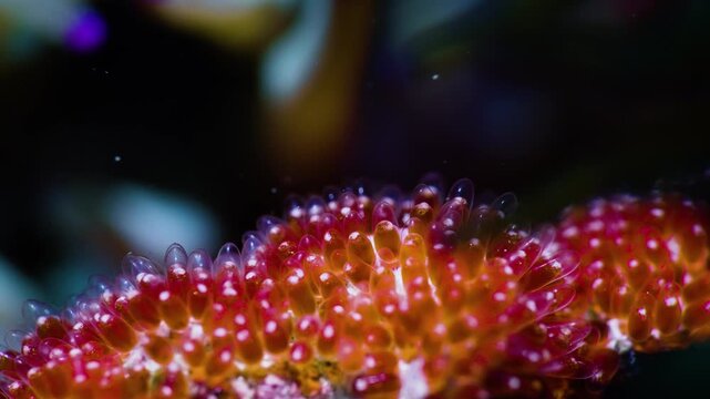 Amazing macro shot of clownfish eggs with visible embryo eyes, healing and cute orange fish spawn about to hatch on reef, representative of new life and hope