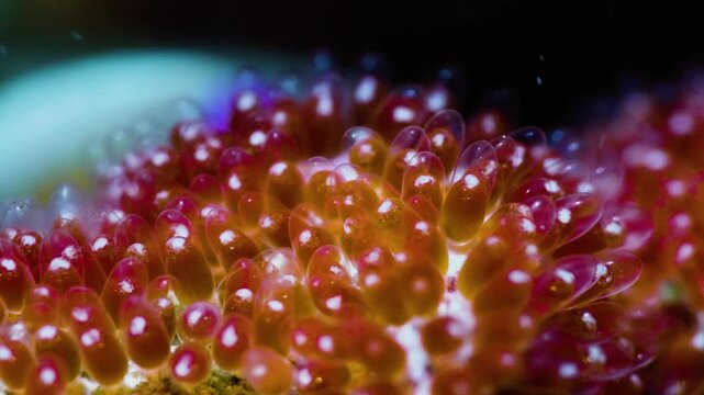 Amazing macro shot of clownfish eggs with visible embryo eyes, healing and cute orange fish spawn about to hatch on reef, representative of new life and hope