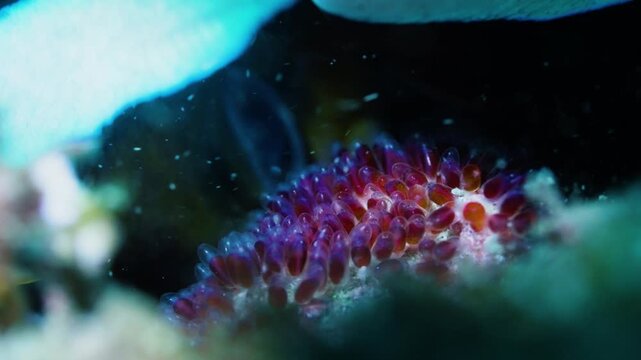 Amazing macro shot of clownfish eggs with visible embryo eyes, healing and cute orange fish spawn about to hatch on reef, representative of new life and hope