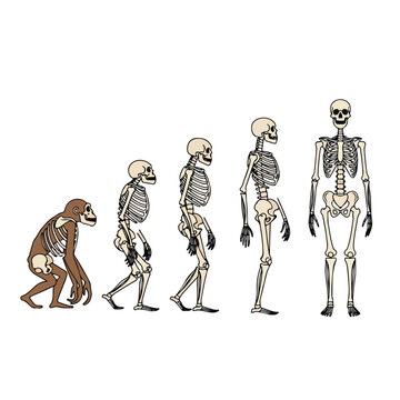 Cartoon illustration of a monkey and three human skeletons in various walking poses evolving from left to right against a clean white background.