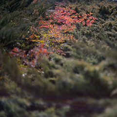 Autumn leaves in mossy forest undergrowth with soft bokeh